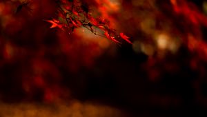 Preview wallpaper maple, leaves, branch, red