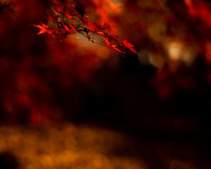 Preview wallpaper maple, leaves, branch, red