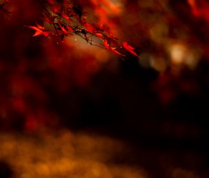 Preview wallpaper maple, leaves, branch, red
