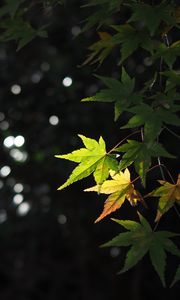 Preview wallpaper maple, leaves, branch, blur