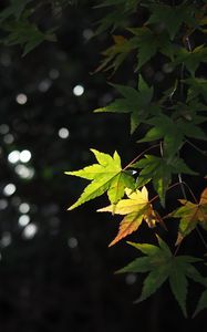 Preview wallpaper maple, leaves, branch, blur