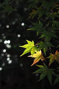Preview wallpaper maple, leaves, branch, blur