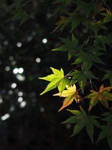 Preview wallpaper maple, leaves, branch, blur