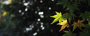 Preview wallpaper maple, leaves, branch, blur