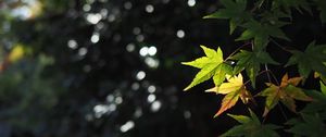 Preview wallpaper maple, leaves, branch, blur