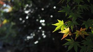 Preview wallpaper maple, leaves, branch, blur