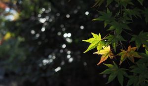 Preview wallpaper maple, leaves, branch, blur