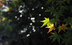 Preview wallpaper maple, leaves, branch, blur