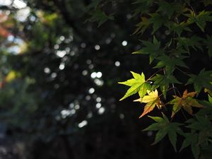 Preview wallpaper maple, leaves, branch, blur