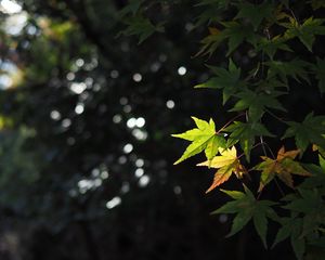 Preview wallpaper maple, leaves, branch, blur