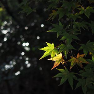 Preview wallpaper maple, leaves, branch, blur