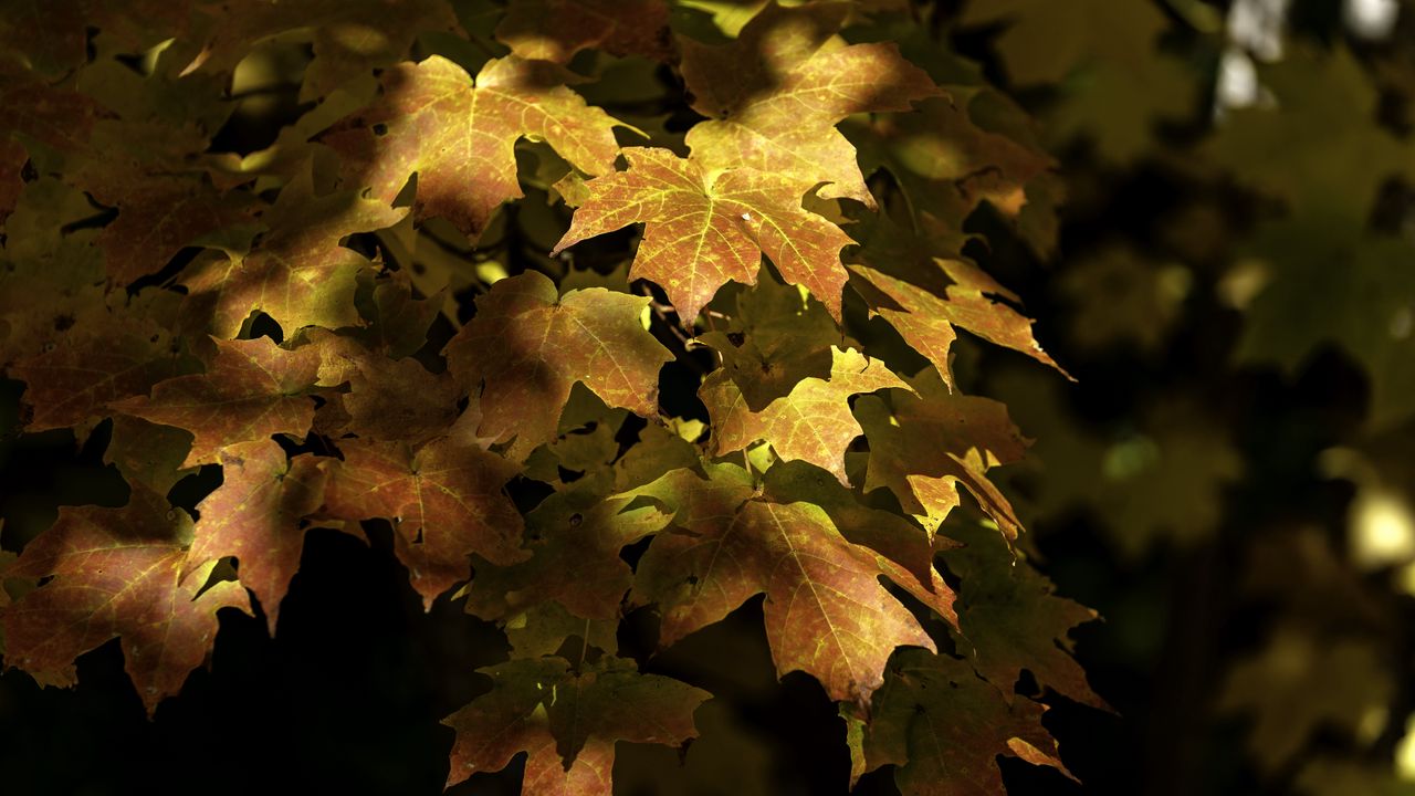 Wallpaper maple, leaves, branch, sunlight, autumn