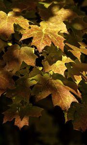 Preview wallpaper maple, leaves, branch, sunlight, autumn