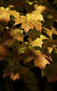 Preview wallpaper maple, leaves, branch, sunlight, autumn