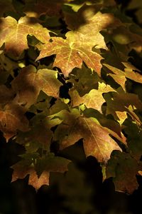 Preview wallpaper maple, leaves, branch, sunlight, autumn