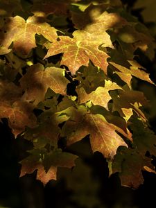 Preview wallpaper maple, leaves, branch, sunlight, autumn