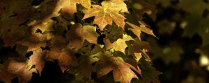 Preview wallpaper maple, leaves, branch, sunlight, autumn