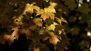 Preview wallpaper maple, leaves, branch, sunlight, autumn