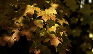 Preview wallpaper maple, leaves, branch, sunlight, autumn