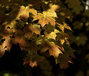 Preview wallpaper maple, leaves, branch, sunlight, autumn