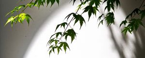 Preview wallpaper maple, leaves, branches, blur, light, shadow