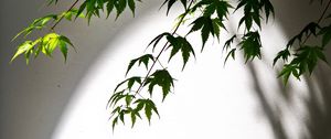 Preview wallpaper maple, leaves, branches, blur, light, shadow