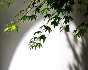 Preview wallpaper maple, leaves, branches, blur, light, shadow