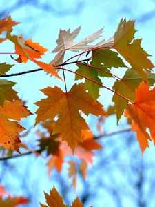 Preview wallpaper maple, leaves, branches