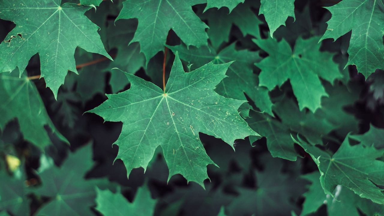 Wallpaper maple, leaves, branches, green