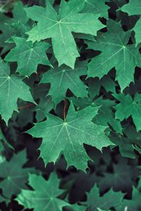 Preview wallpaper maple, leaves, branches, green