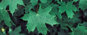 Preview wallpaper maple, leaves, branches, green