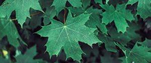 Preview wallpaper maple, leaves, branches, green
