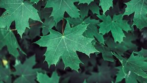 Preview wallpaper maple, leaves, branches, green