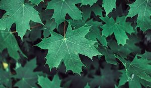 Preview wallpaper maple, leaves, branches, green