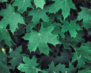 Preview wallpaper maple, leaves, branches, green