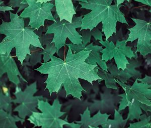Preview wallpaper maple, leaves, branches, green