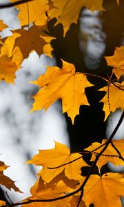 Preview wallpaper maple, leaves, branches, autumn
