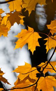 Preview wallpaper maple, leaves, branches, autumn