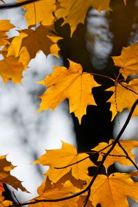 Preview wallpaper maple, leaves, branches, autumn