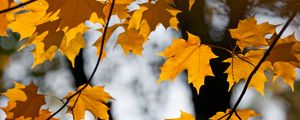 Preview wallpaper maple, leaves, branches, autumn