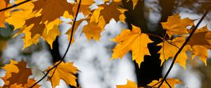 Preview wallpaper maple, leaves, branches, autumn