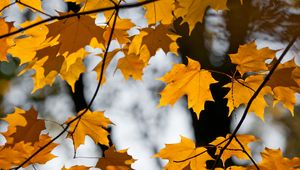 Preview wallpaper maple, leaves, branches, autumn