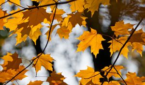 Preview wallpaper maple, leaves, branches, autumn