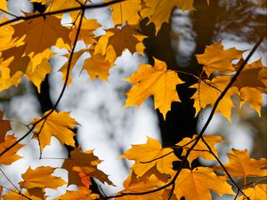 Preview wallpaper maple, leaves, branches, autumn