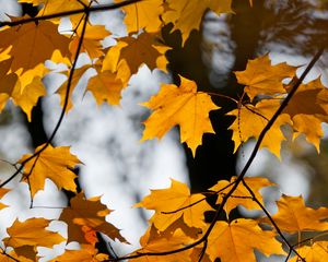Preview wallpaper maple, leaves, branches, autumn