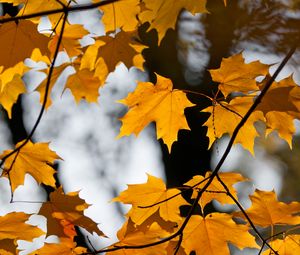 Preview wallpaper maple, leaves, branches, autumn