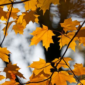 Preview wallpaper maple, leaves, branches, autumn