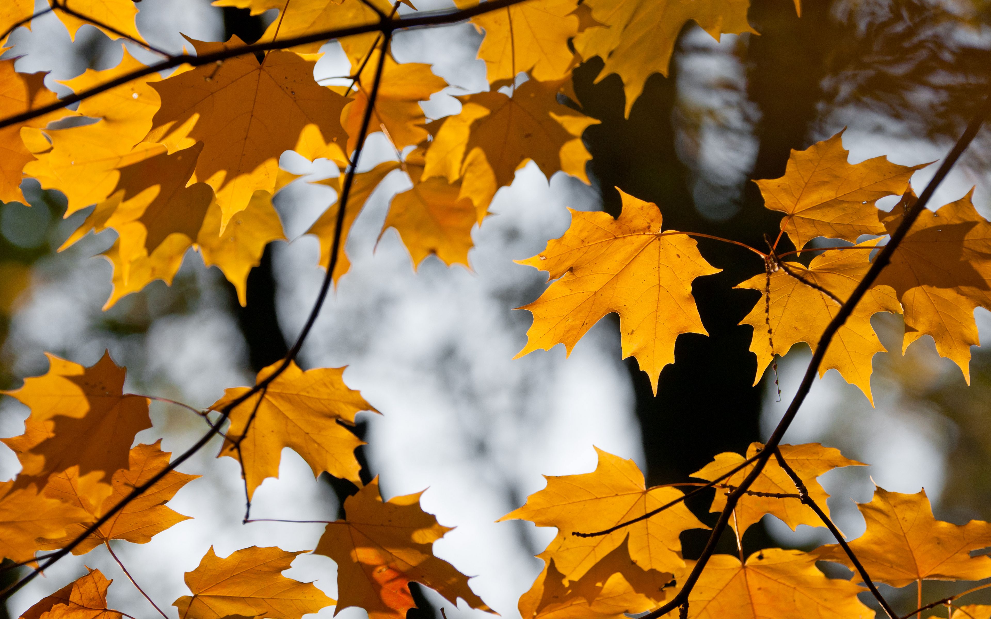 Download wallpaper 3840x2400 maple, leaves, branches, autumn 4k ultra ...