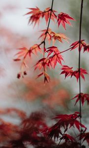 Preview wallpaper maple, leaves, branches, macro, red