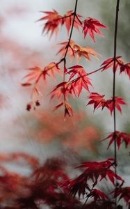 Preview wallpaper maple, leaves, branches, macro, red